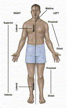 Anatomical Body Landmark for Nursing