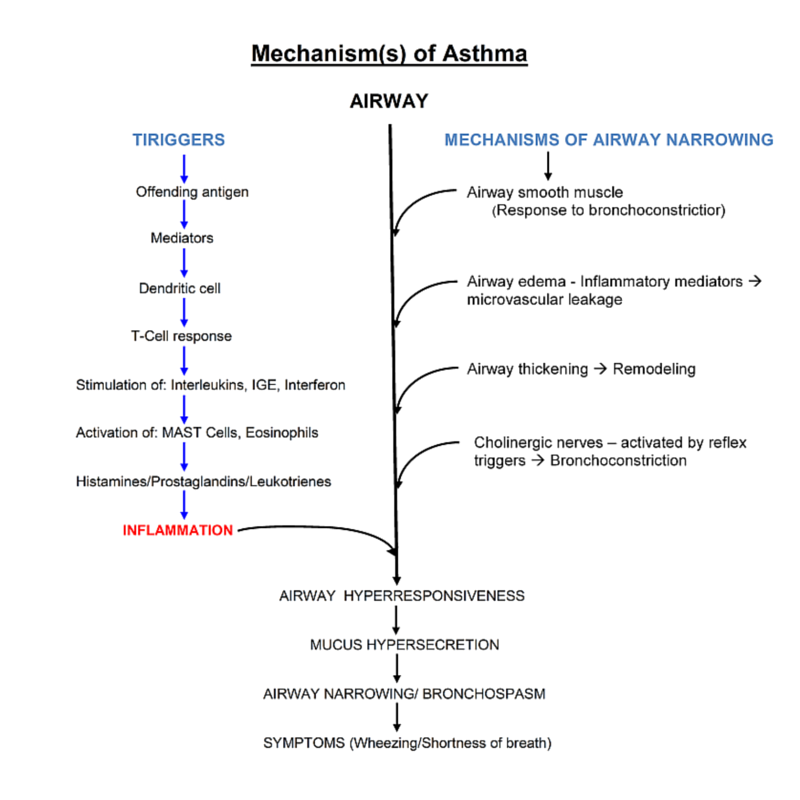 Pathophysiology Of Bronchial Asthma Asthma For Nurses - Asthma Lung DF1