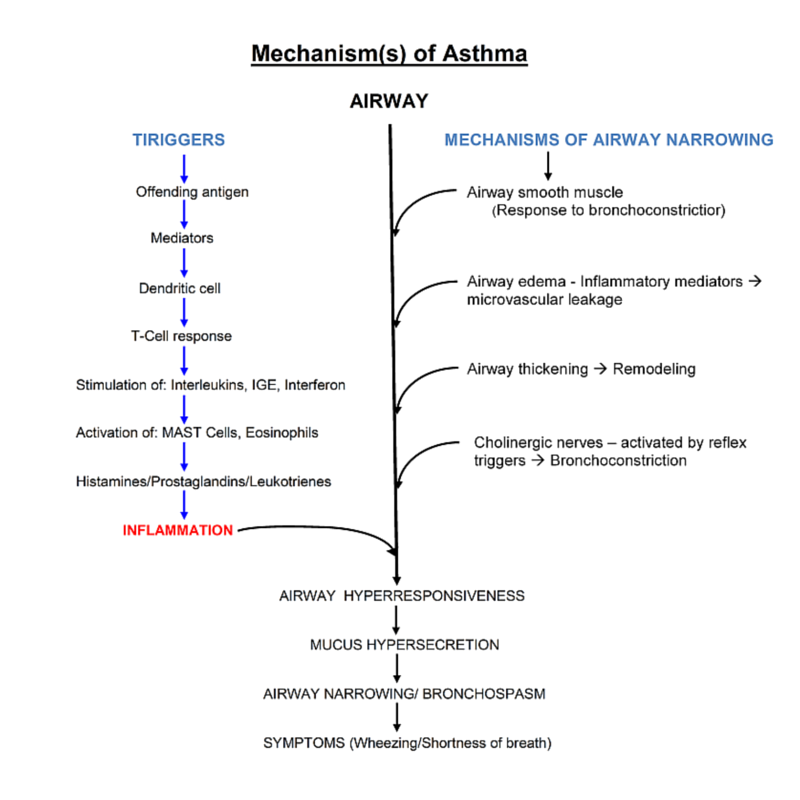 Asthma Nursing Care Plan Management RNpedia asthma-nursing-care-plan-management-rnpedia