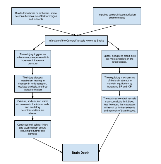 Pathophysiology Of Cva In Flow Chart