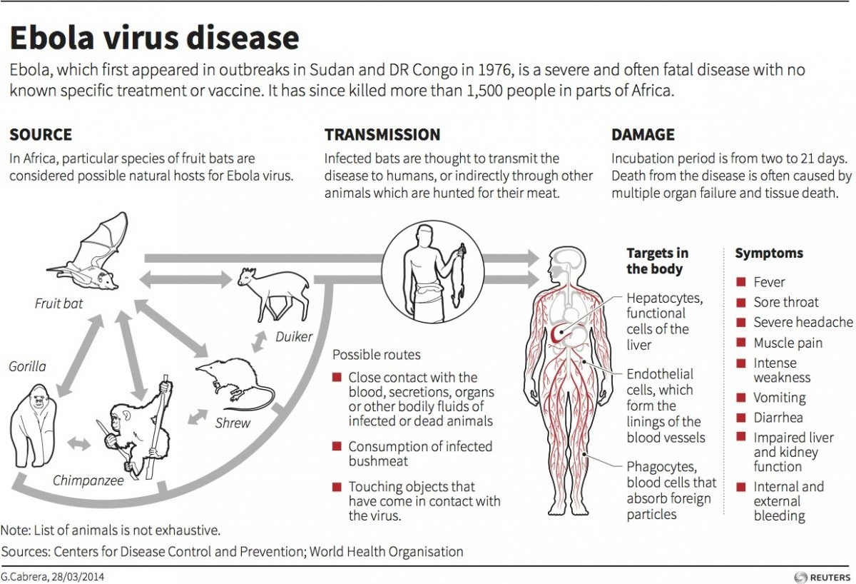 What is Ebola? - RNpedia